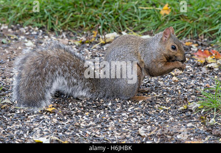 Fox est l'Écureuil roux (Sciurus niger) la consommation de graines d'oiseaux sur le sol près de l'alimentation, de l'automne, en Amérique du Nord E Banque D'Images
