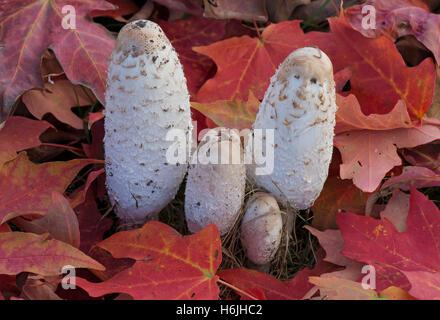 Champignons Shaggy Mane (Coprinus comatus), automne, E USA, par Skip Moody/Dembinsky photo Assoc Banque D'Images