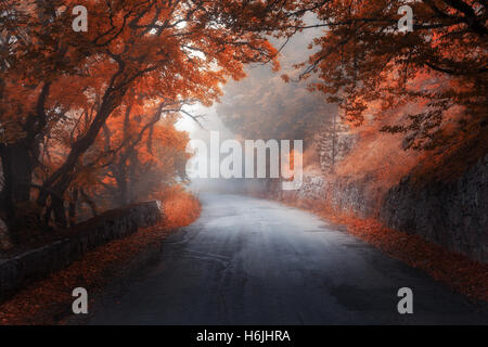 Amazing red automne forêt avec road dans le brouillard. Les arbres de l'automne avec le feuillage rouge. Paysage coloré avec des bois, route, orange et rouge lea Banque D'Images
