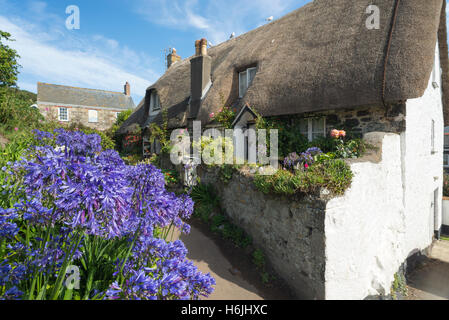 Lys en fleur bleu en face d'un toit de chaume historique captain's Cottage, dans le village de pêcheurs de Cadgwith, sur la côte de Cornwall, UK Banque D'Images