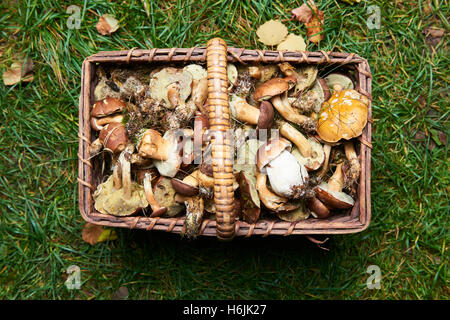 Diverses matières des champignons dans un panier en osier sur l'herbe. Banque D'Images