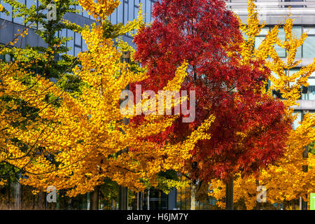 Automne arbres colorés, feuilles mixtes ville urbaine jaune Ginkgo biloba arbres érable rouge arbres décidus arbre Maidenhair feuillage de contraste d'érable Banque D'Images