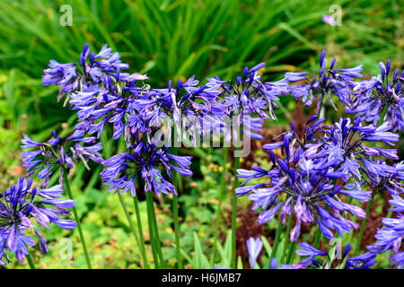 Agapanthus bleu marine, nile lily, bleu, fleur, fleurs, floraison, mix, mixte, double, frontière, pérenne, Chalet jardin floral, RM, Banque D'Images