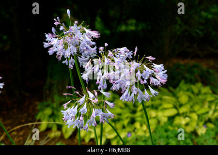 Agapanthus stockholm, nile lily, bleu, fleur, fleurs, floraison, mix, mixte, double, frontière, pérenne, Chalet jardin floral, RM, Banque D'Images