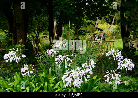 Agapanthus windsor gris, nile lily, blanc, fleur, fleurs, floraison, mix, mixte, double, frontière, pérenne, Chalet jardin floral, RM, Banque D'Images