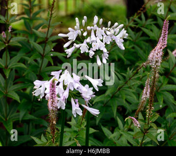 Agapanthus windsor gris, nile lily, blanc, fleur, fleurs, floraison, mix, mixte, double, frontière, pérenne, Chalet jardin floral, RM, Banque D'Images