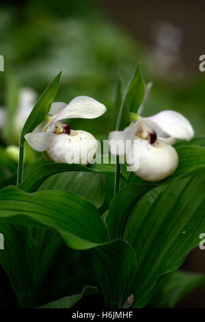 Ulla Silkens Cypripedium reginae orchidée hybride Ladyslipper x flavum Lady's Slipper repéré fleur rose blanc floral RM pochette Banque D'Images