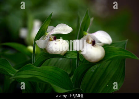 Ulla Silkens Cypripedium reginae orchidée hybride Ladyslipper x flavum Lady's Slipper repéré fleur rose blanc floral RM pochette Banque D'Images