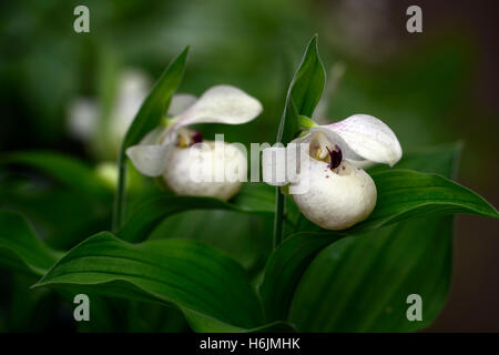 Ulla Silkens Cypripedium reginae orchidée hybride Ladyslipper x flavum Lady's Slipper repéré fleur rose blanc floral RM pochette Banque D'Images