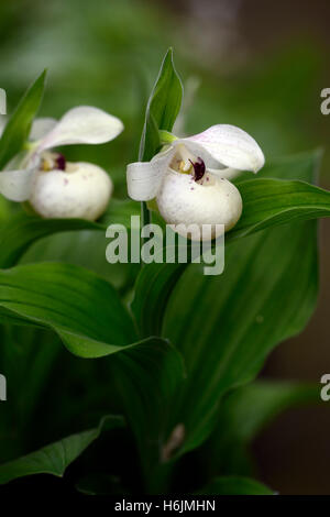 Ulla Silkens Cypripedium reginae orchidée hybride Ladyslipper x flavum Lady's Slipper repéré fleur rose blanc floral RM pochette Banque D'Images