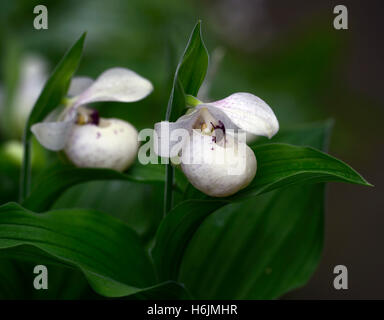 Ulla Silkens Cypripedium reginae orchidée hybride Ladyslipper x flavum Lady's Slipper repéré fleur rose blanc floral RM pochette Banque D'Images