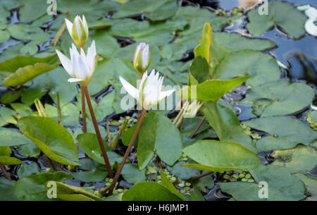 Nénuphar - Nymphaea tropicaux X Daubenyana - N. caerulea x N. micrantha - nymphaeaceae Banque D'Images