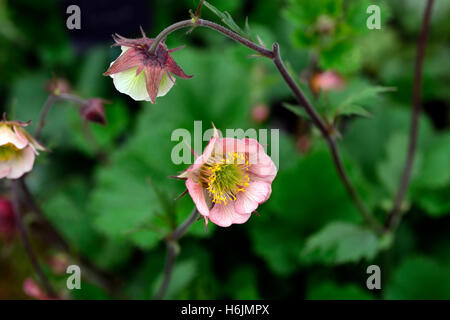 Geum benoîte geums banque bell rose fleur fleurs vivaces à fleurs floral RM Banque D'Images