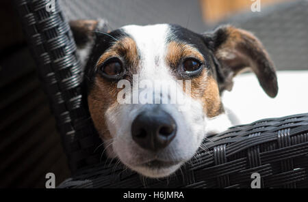 Vue avant du Jack Russell Terrier chien couchant avec tête reposant sur le bras du fauteuil en rotin noir à l'extérieur à la caméra directement à Banque D'Images