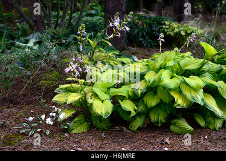 Vitraux feuillage panaché Hosta hostas feuilles ombre verte ombragé jardin ombragé plante jardinage bois Floral RM Banque D'Images