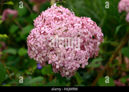 L'Hydrangea arborescens invincibelle spirit ncha1 floraison rose fleur fleurs floral RM flowerhead Banque D'Images