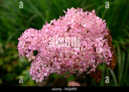 L'Hydrangea arborescens invincibelle spirit ncha1 floraison rose fleur fleurs floral RM flowerhead Banque D'Images