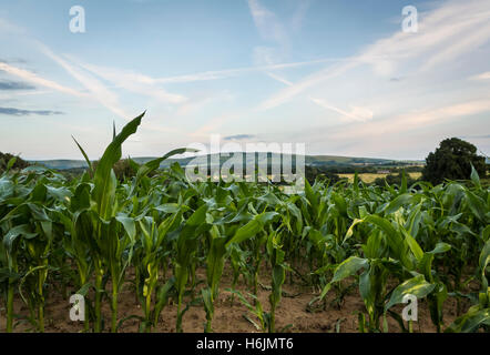 Champ de maïs ou de feuilles de maïs sur les terres agricoles au début de l'été, au coucher du soleil avec les South Downs dans le fond, Sussex UK Banque D'Images