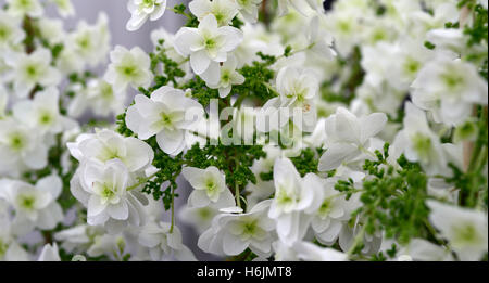 L'Hydrangea quercifolia snowflake Oakleaf blanc hortensias fleurs floral fleurs RM Banque D'Images