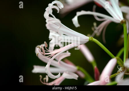 Jonathan Cerrada-mon paradis rose pâle nerines bowdenii Nikita libre portraits végétaux bulbes automne fleurs d'automne fleurs pétales RM Banque D'Images