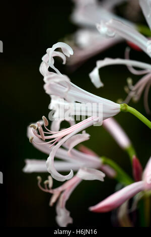 Jonathan Cerrada-mon paradis rose pâle nerines bowdenii Nikita libre portraits végétaux bulbes automne fleurs d'automne fleurs pétales RM Banque D'Images