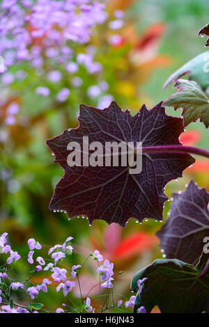 Cristobalensis senecio petasitis Roldana velours feuilles rouge pourpre Senecio vivace feuillage feuille feuilles comme web Banque D'Images