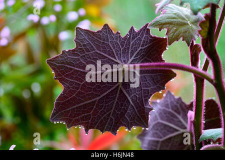 Cristobalensis senecio petasitis Roldana velours feuilles rouge pourpre Senecio vivace feuillage feuille feuilles comme web Banque D'Images