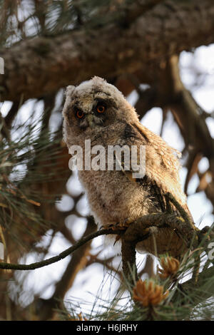 Hibou à longues oreilles ( Asio otus ), poussin en mue, perché dans un pin, attentif, attentif, regardant vers le bas, drôle, jeune oiseau comique, faune, Europe. Banque D'Images