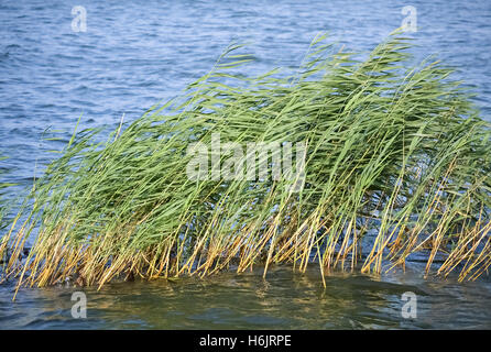 Roseau vert sur la rive d'un petit lac dans une belle journée ensoleillée Banque D'Images