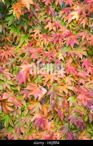 Acer palmatum subsp amoenum feuilles à l'automne. Banque D'Images