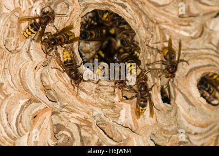 araignées insectes Banque D'Images
