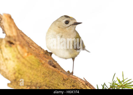 Goldcrest sur un fond blanc sur une branche Banque D'Images