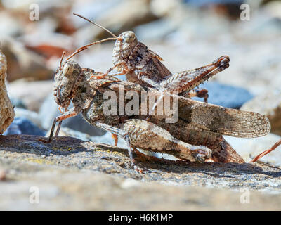 L'accouplement des sauterelles dans le jardin de l'été jour Banque D'Images