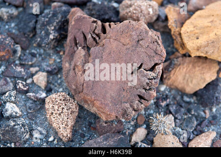 Spécimen de la montagne brûlée près de Twyfelfontein Damaraland Namibie Banque D'Images