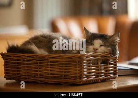 Un long haired écaille et blanc chat norvégien endormi dans un panier en osier, chef pesant sur le bord Banque D'Images