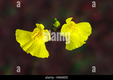 L'Utricularia australis est une espèce vivace, de l'utriculaire aquatique. Fleurs Banque D'Images