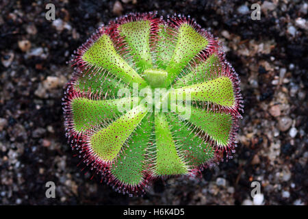 Drosera admirabilis Banque D'Images