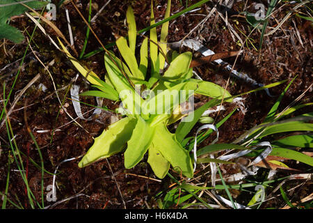 Pinguicula vulgaris Grassette vulgaire, l, est une plante vivace de la famille des Lentibulariaceae utriculaire. Banque D'Images