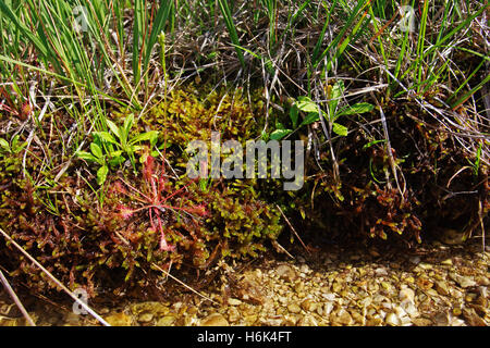 Drosera anglica, communément connue sous le nom anglais rossolis[1] ou grande rossolis,[2] est une espèce appartenant à la famille Droseraceae rossolis Banque D'Images