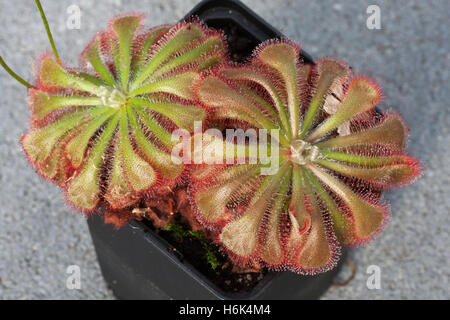 Drosera aliciae Banque D'Images