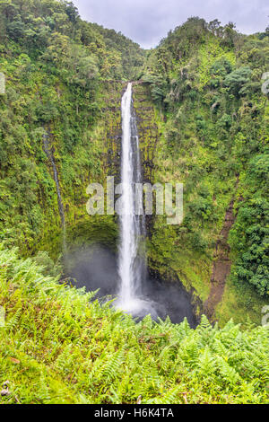 Akaka Falls Cascade dans Hawaii Big Island Banque D'Images