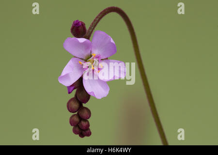 Drosera aliciae Alice rossolis flower closeup Banque D'Images