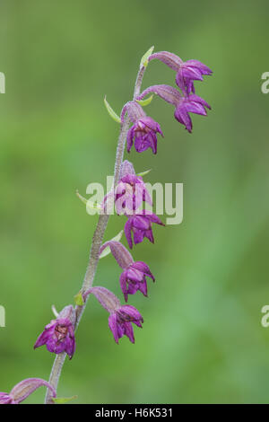 Epipactis atrorubens, le noir-rouge helleborine ou royal helleborine, est une plante herbacée de la famille des orchidées, Orchidaceae. Banque D'Images