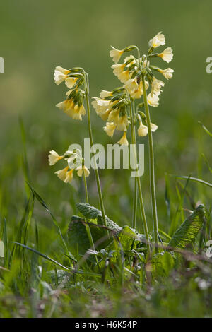 Primula veris (coucou bleu, coucou bleu commun, coucou bleu primrose ; syn. Primula officinalis) est une plante herbacée vivace de la fam primrose Banque D'Images