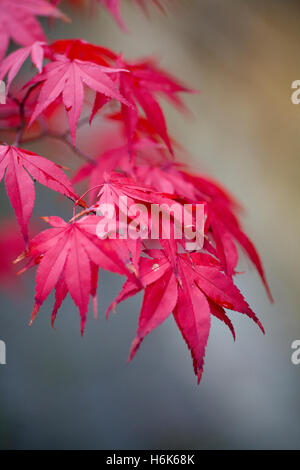 Acer palmatum subsp amoenum feuilles en automne Banque D'Images