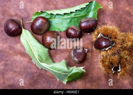 Quelques Châtaignes sur fond de tissu marron avec des feuilles et des épines de carapaces brutes Banque D'Images