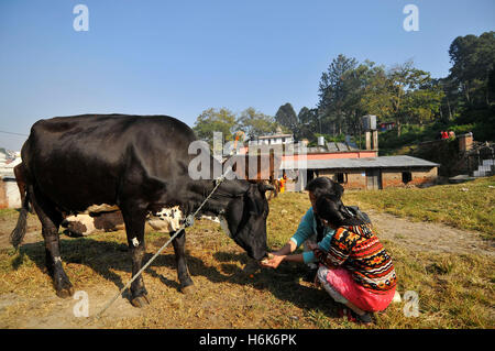 Katmandou, Népal. 30Th Oct, 2016. Dévot népalaises rituel puja offrant sur une vache vache lors de la procession du Festival de Deepawali ou Tihar et célébrations du Diwali. C'est un Hindou Tihar festival célébré au Népal pour 5 jours. Les vaches sont considérées comme l'incarnation du dieu hindou de la richesse, Seigneur Laxmi. Les dévots népalais décorent les vaches avec des guirlandes de fleurs de souci et de poudres colorées et offrent les vaches les fruits et légumes frais. Credit : Narayan Maharjan/Pacific Press/Alamy Live News Banque D'Images