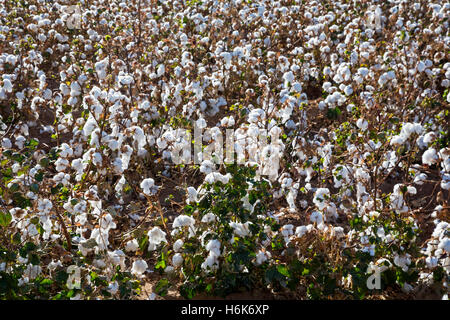 Eloy, Arizona - Une récolte de coton irrigué en croissance sur une ferme dans le désert de Sonora. Banque D'Images