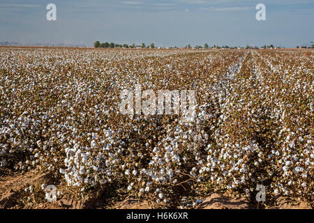 Eloy, Arizona - Une récolte de coton irrigué en croissance sur une ferme dans le désert de Sonora. Banque D'Images