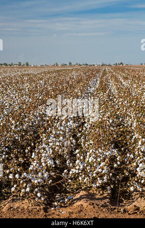 Eloy, Arizona - Une récolte de coton irrigué en croissance sur une ferme dans le désert de Sonora. Banque D'Images